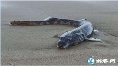 猫鲨！澳大利亚发现一猫头、鲢鱼身体动...