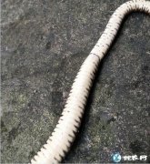 图说养蛇：蛇友养殖场蛇半身不遂、蜕皮...