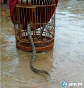 黑眉锦蛇钻入笼内偷吃巴哥！结果太尴尬...