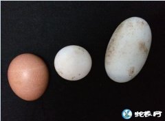 科普、带您认识爬行动物的卵！