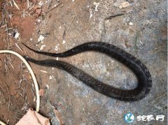 图说养蛇：一水律蛇种母蛇急性死亡解剖...