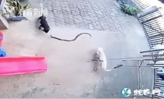 菲律宾两小狗保护小主人勇斗毒蛇身亡！