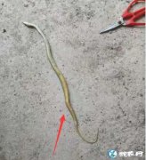 图说养蛇：养蛇场蛇苗开口期死亡原因分...