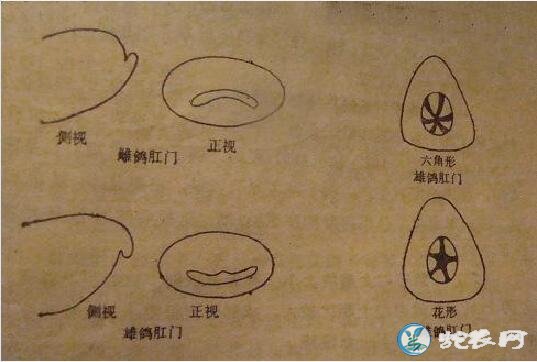 鸽子怎么分公母