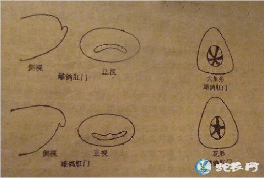 鸽子尾腺尖公母对比图片