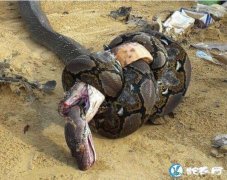 实拍：眼镜王蛇vs网纹蟒！一个被毒死...