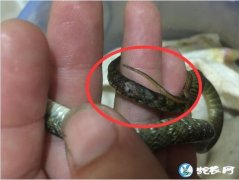 图说养蛇：一蛇友蛇苗尾部腐烂舍取问题...