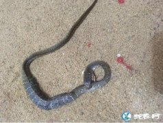 图说养蛇：一条蛇咬住自己、身体鼓胀死...