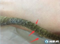 讨论：养蛇场裂头蚴虫驱虫后是否需要清...