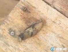 关于蛇苗吃食后容易呕吐的问题分析