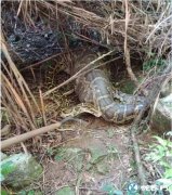 福建65斤蟒蛇生吞80斤羊事件！报警...