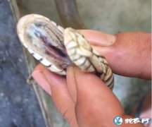 图说养蛇：蛇友水律蛇发病求助、肺炎太...
