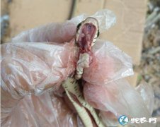 图说养蛇：蛇友水律蛇死亡原因解剖求助...