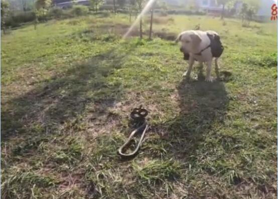 狗大战蛇视频，拉布拉多还是不错的猎犬...