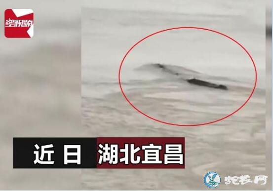 【视频】湖北三峡大坝出现神秘“龙样水...