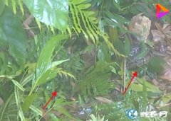 云南金平修高速公路挖出黑色巨型蟒！森...
