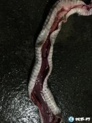解剖蛇一定要新鲜、死亡太久无法确诊！