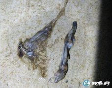 秋季转凉、养蛇场要注意蛇呕吐问题！