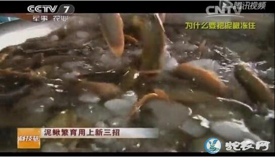 泥鳅繁殖、《科技苑》泥鳅繁育用上新三...
