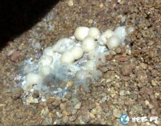 图说养蛇：蛇拉珍珠状白色粪便怎么回事...