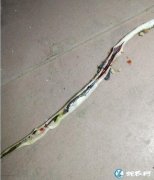 图说养蛇：蛇苗吃食物后突然死亡是怎么...