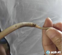 图说养蛇：蛇苗没开口就有肠炎的原因分...