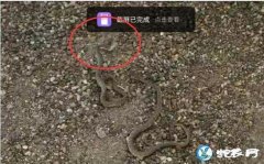 图说养蛇：除虫菊酯对养蛇环境杀虫很安...