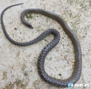 图说养蛇：一列蛇肿瘤、急性肠炎死亡解...