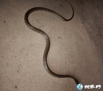 图说养蛇：蛇友一列水律蛇大屁股病解剖...