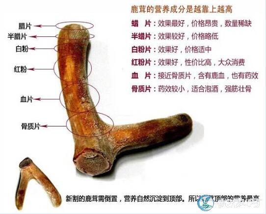 鹿茸的价钱各种养殖的鹿茸现在多少钱一克
