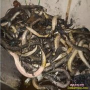 冬季加温养蛇主要火灾！局部加温隐患大...