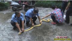 山西男子繁育黄金蟒蛇出售11条小蛇被...