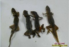 盐蛇、盐蛇什么意思？有什么功效与作用...