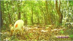 神农架现罕见白化动物！除白化小麂外神...