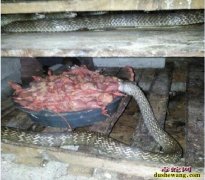 养蛇场蛇吃下小鸡后卡在喉咙噎死怎么回...