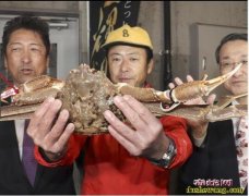 世界上最贵的螃蟹！日本一只螃蟹拍出5...