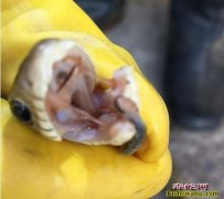 图说养蛇：蛇友水律蛇解剖分享、传说中...