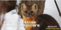 紫貂是什么动物？吉林延边惊现3只珍稀...