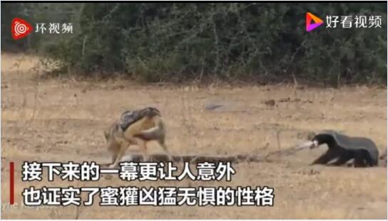 平头哥被蟒蛇缠住“反杀”蟒蛇报仇！两...