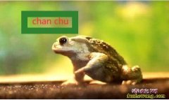 蟾蜍的拼音、蟾蜍的读音怎么读[chá...