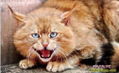 青海湖拍到荒漠猫！呆萌的外表下却有吃...
