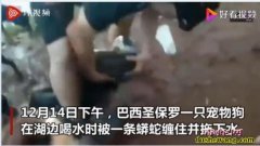 巴西一宠物狗被蟒蛇缠住！三条大汉与4...