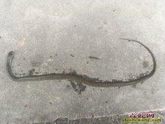 图说养蛇：蛇109号综合症蛇解剖特征...