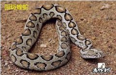 圆斑蝰蛇有多少种叫法、有哪些别称？