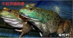 2020年牛蛙养殖还赚钱吗？牛蛙养殖...