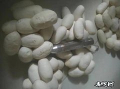 2020年越南水律蛇蛋价格、本地滑鼠...