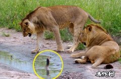 两头猛狮被年幼眼镜蛇苗吓退！两头狮子...