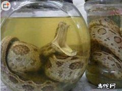 圆斑蝰蛇泡酒功效作用？禁止食用！