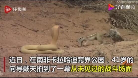 功夫松鼠vs眼镜蛇！躲避速度惊人如“...