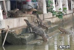 水巨蜥饲养、水巨蜥的习性日常饲养及繁...